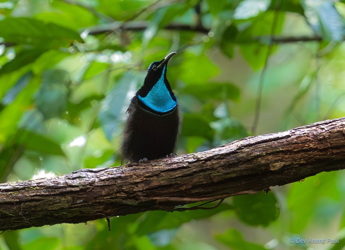 Magnificent Riflebird - ML641909705