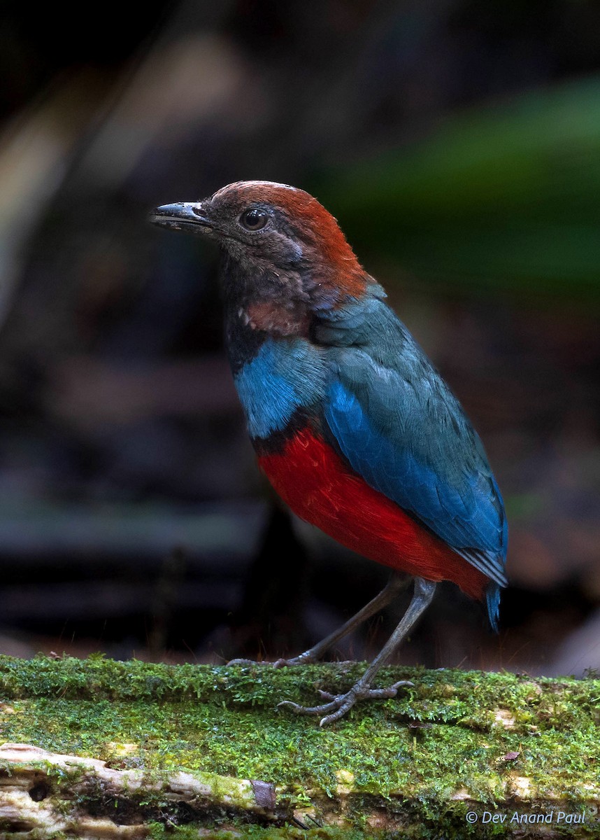 Papuan Pitta - ML641909712