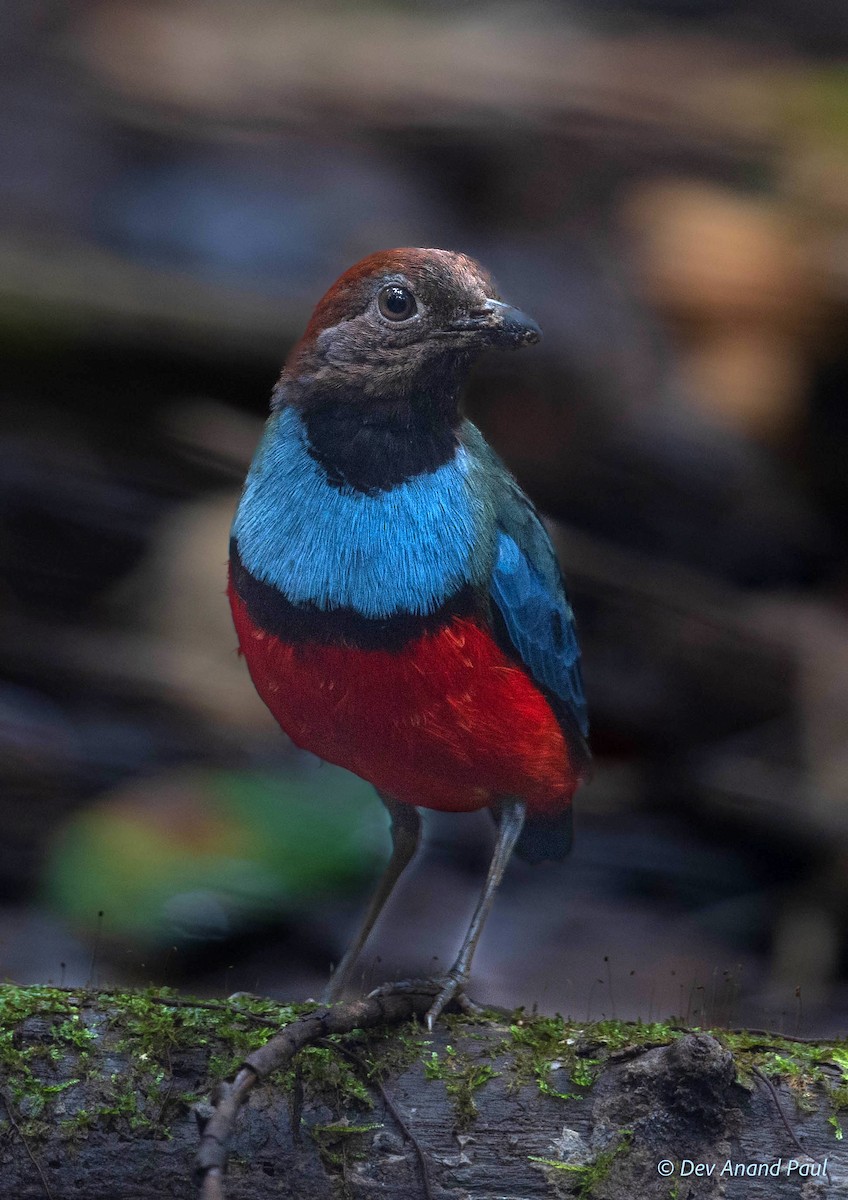 Papuan Pitta - ML641909713