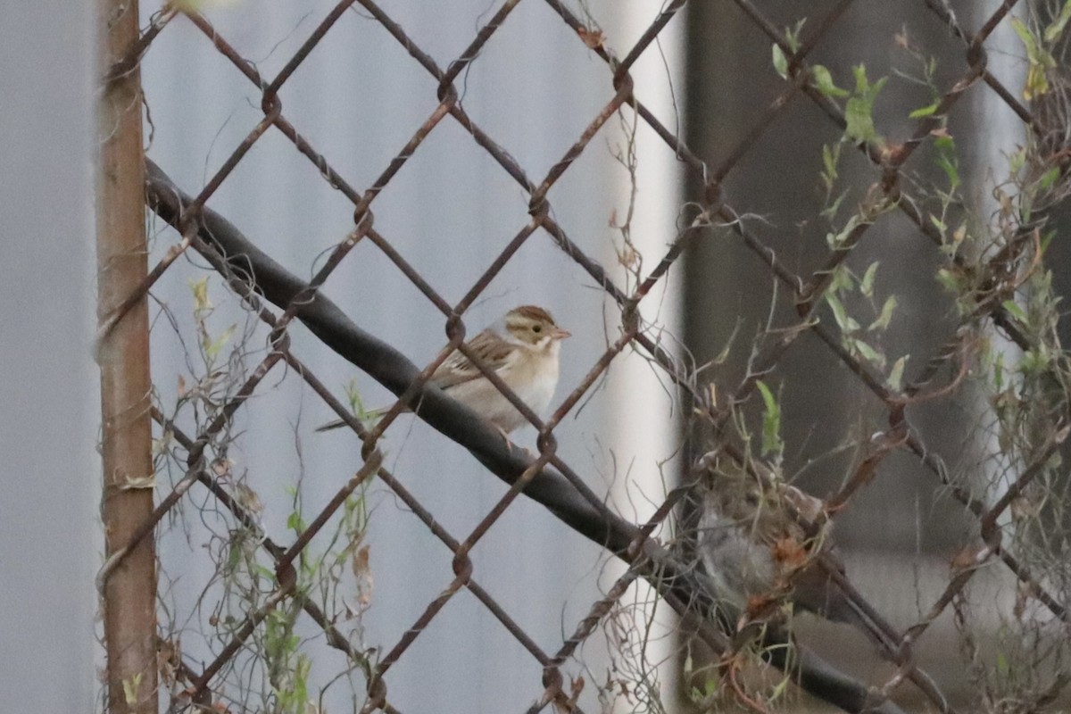 Clay-colored Sparrow - ML641909717
