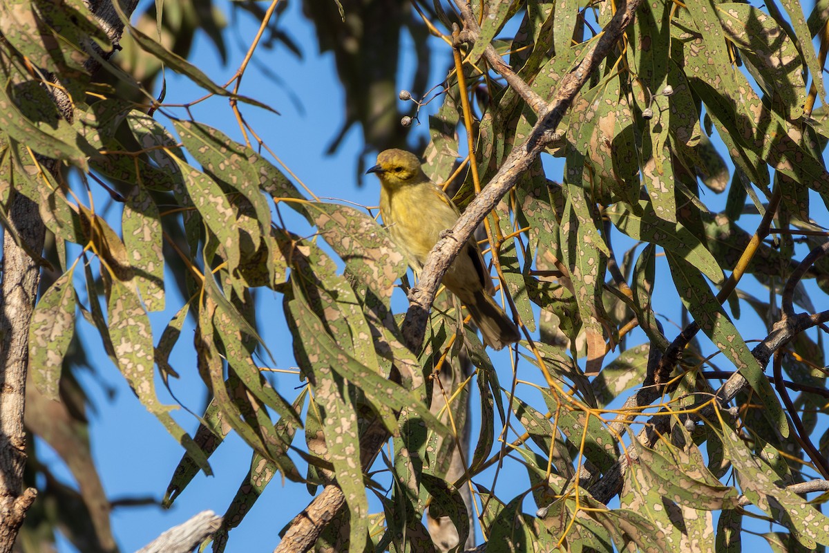 Yellow-tinted Honeyeater - ML641909733