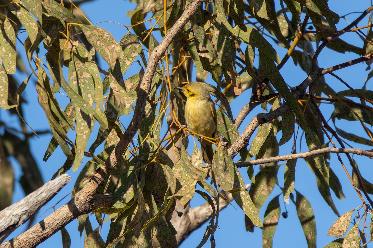 Yellow-tinted Honeyeater - ML641909734