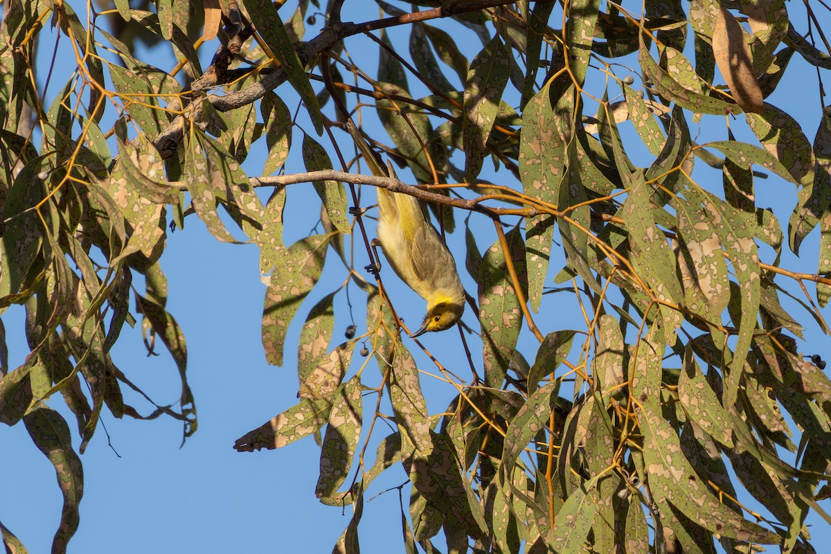 Yellow-tinted Honeyeater - ML641909735