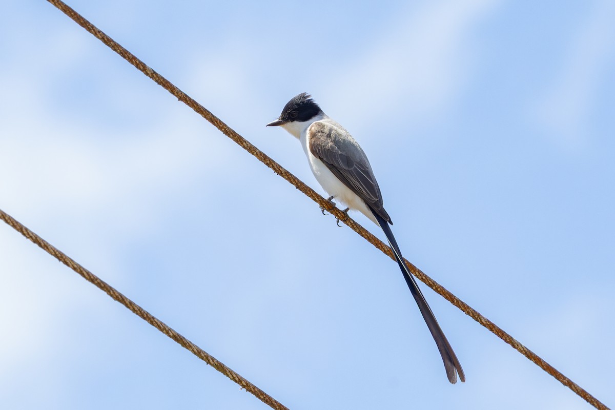 Fork-tailed Flycatcher - ML641909750