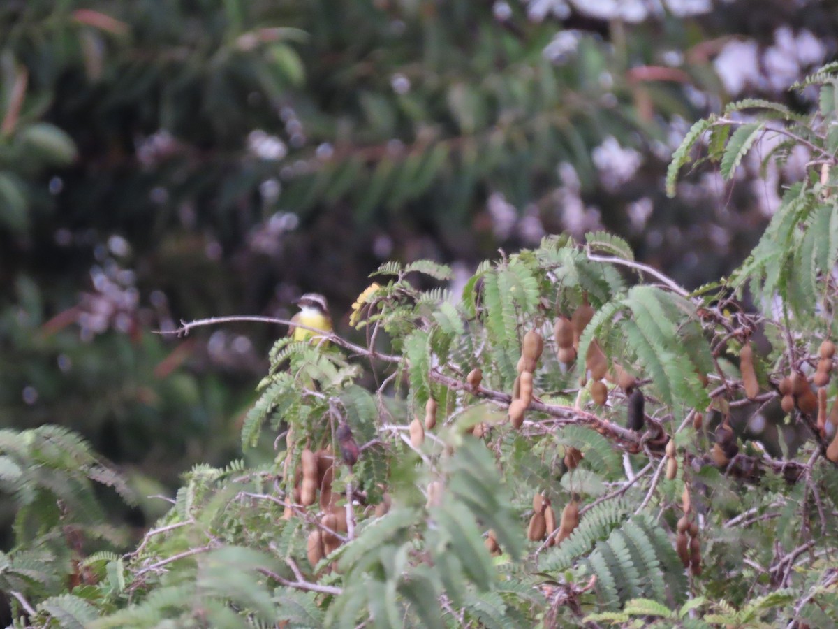 Social Flycatcher - ML641909758