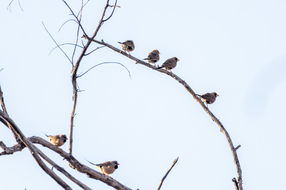 Masked Finch (Masked) - ML641909763