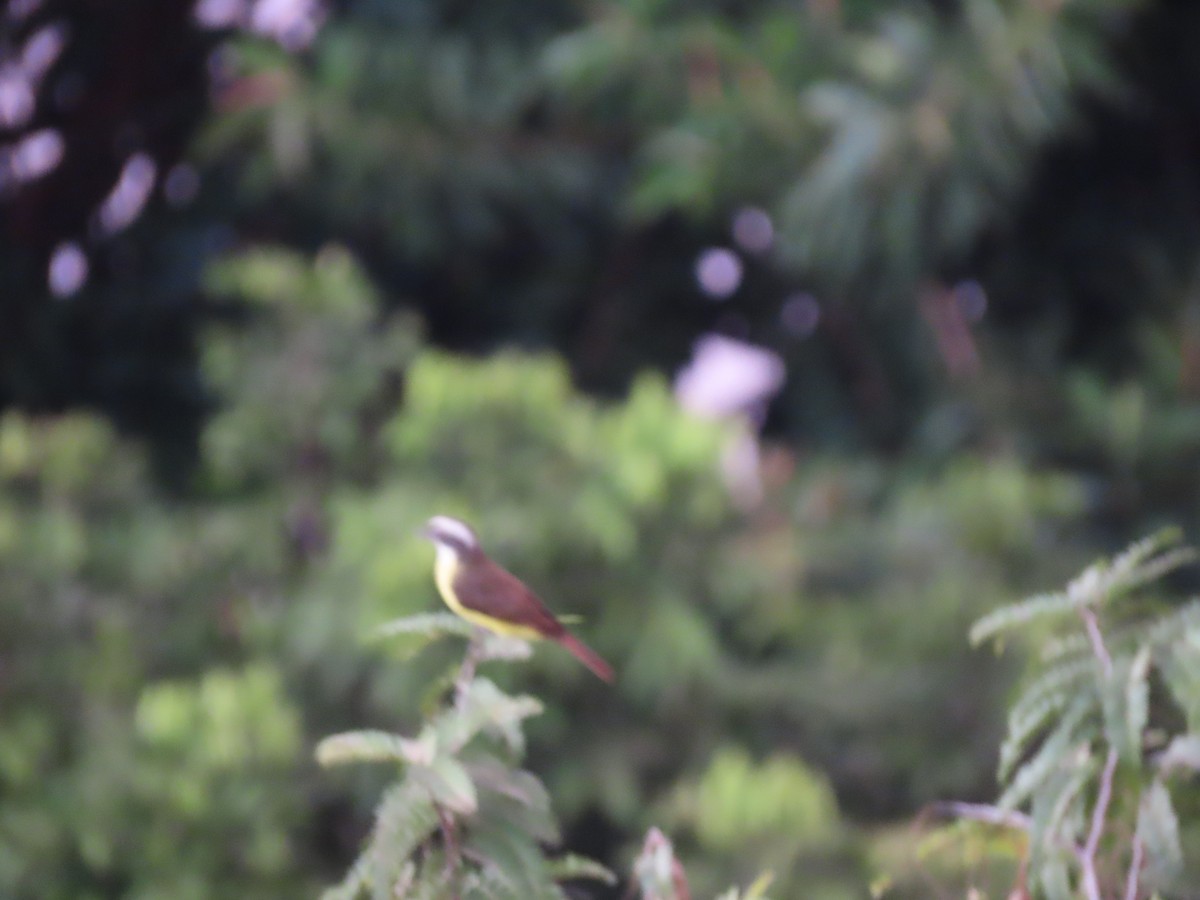 Social Flycatcher - ML641909765