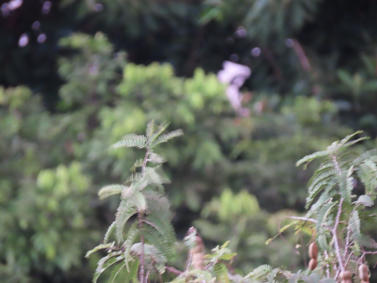 Social Flycatcher - ML641909773
