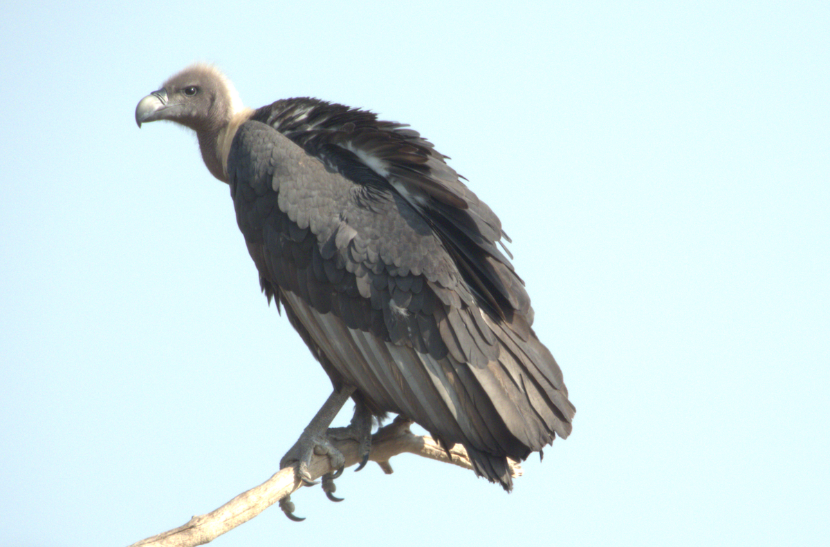 White-rumped Vulture - ML641909790