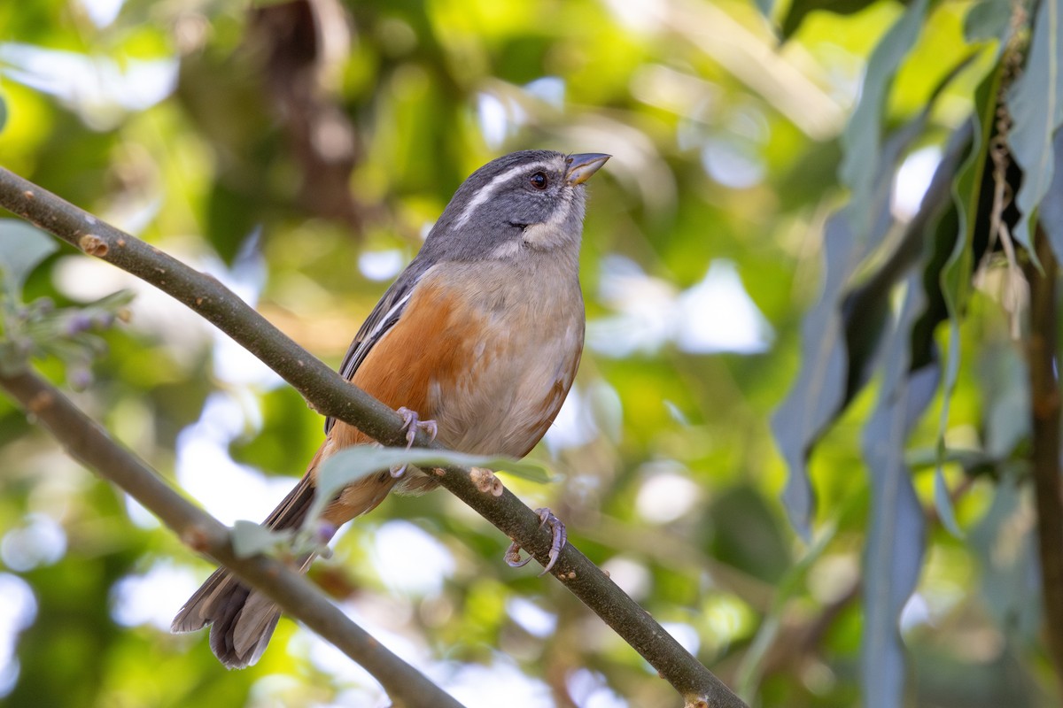 Gray-throated Warbling Finch - ML641909800