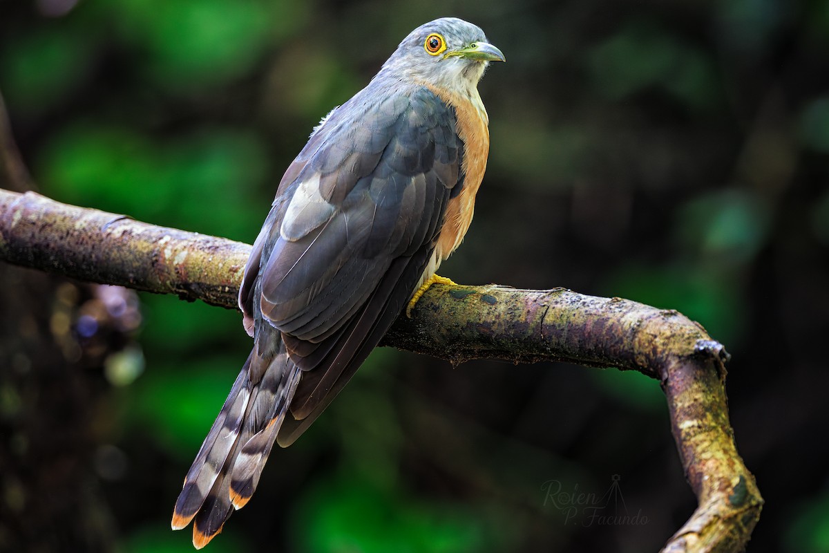 Philippine Hawk-Cuckoo - ML641909805