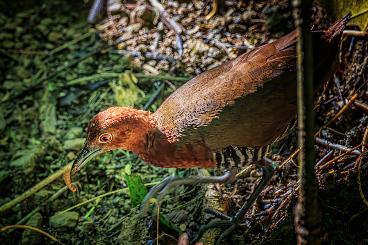 Slaty-legged Crake - ML641909809