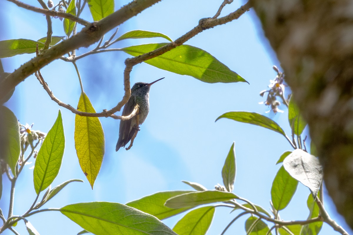 tupikolibri - ML641909819