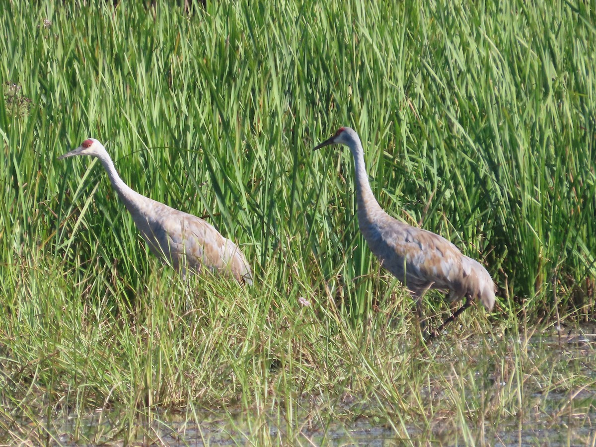 Sandhill Crane - ML641909822