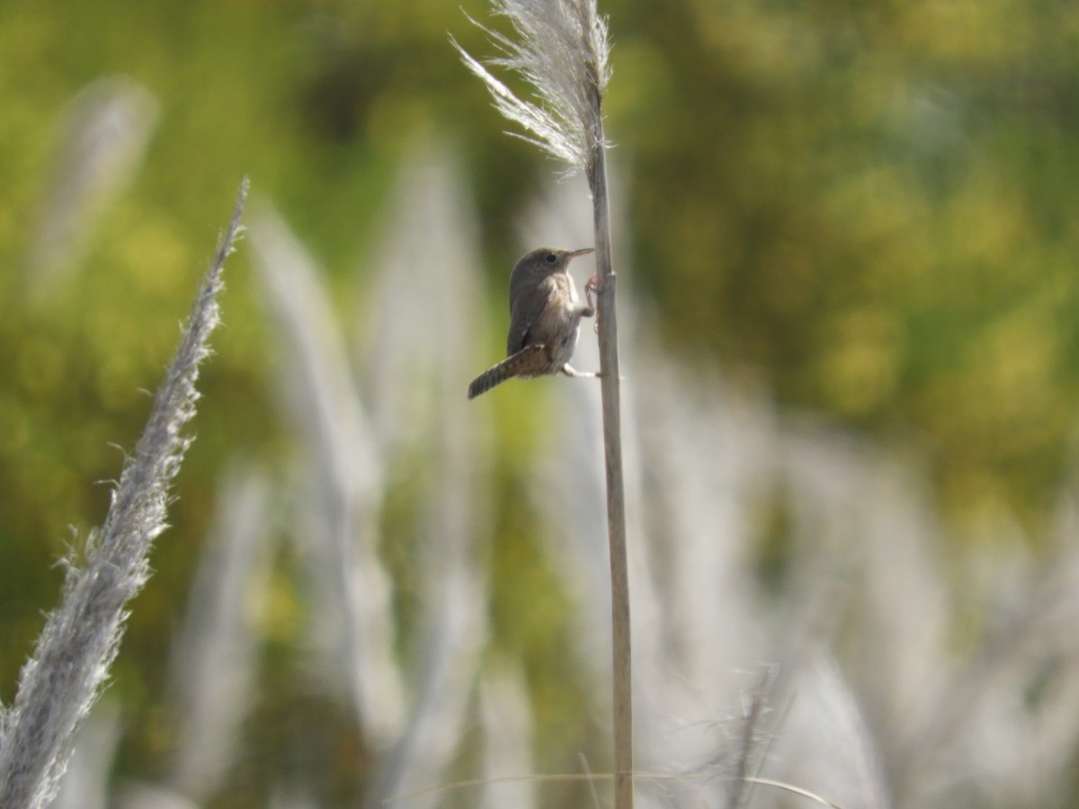 Southern House Wren - ML641909832