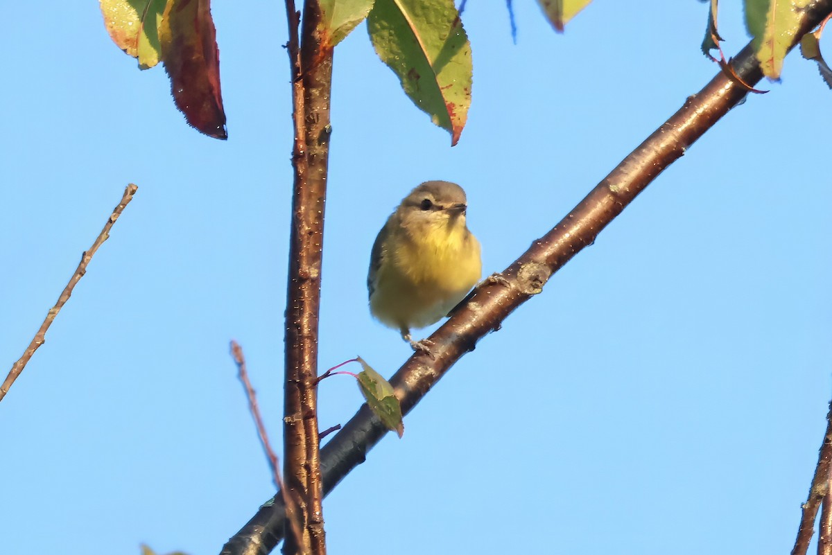 Philadelphia Vireo - ML641909838