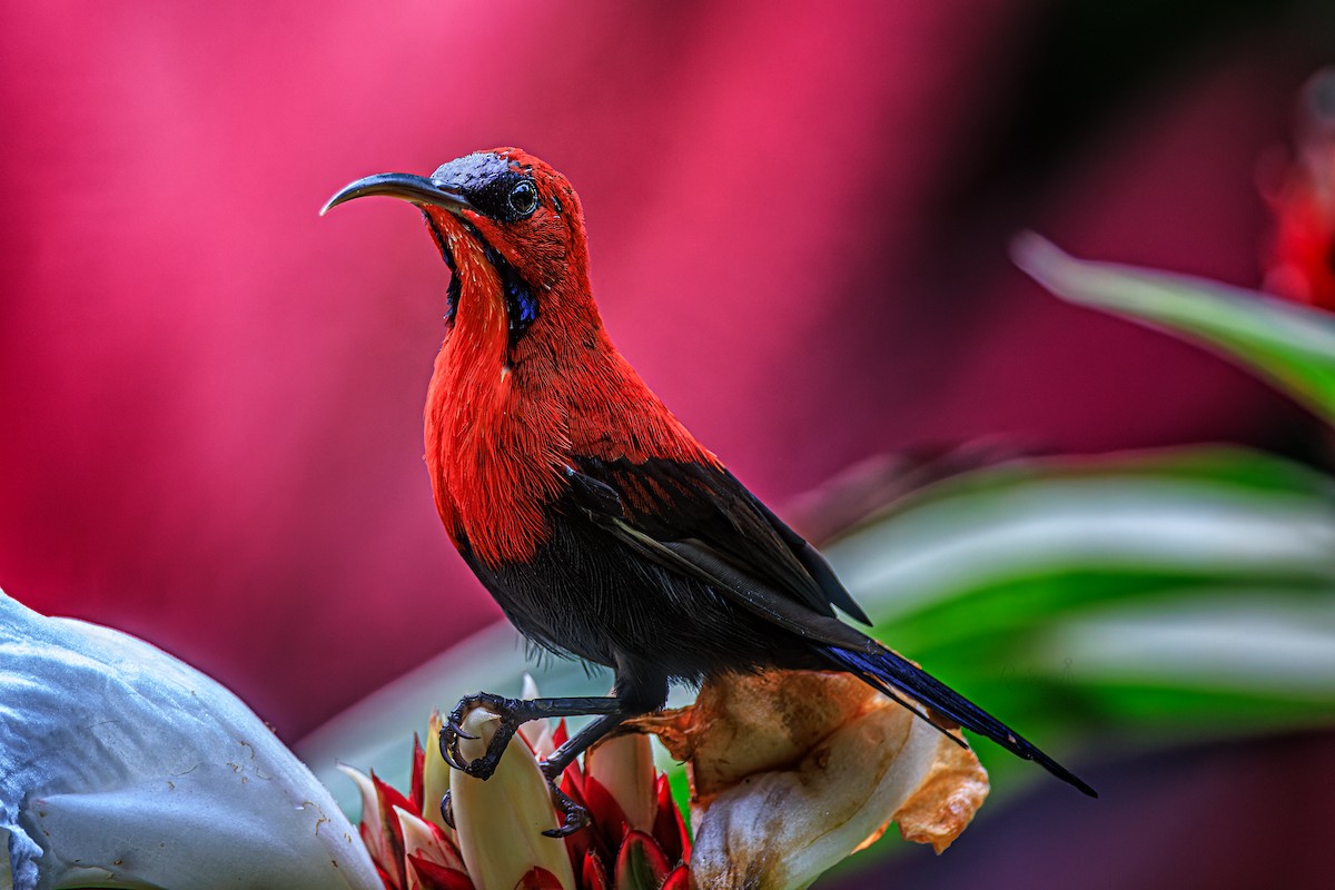 Magnificent Sunbird - ML641909861