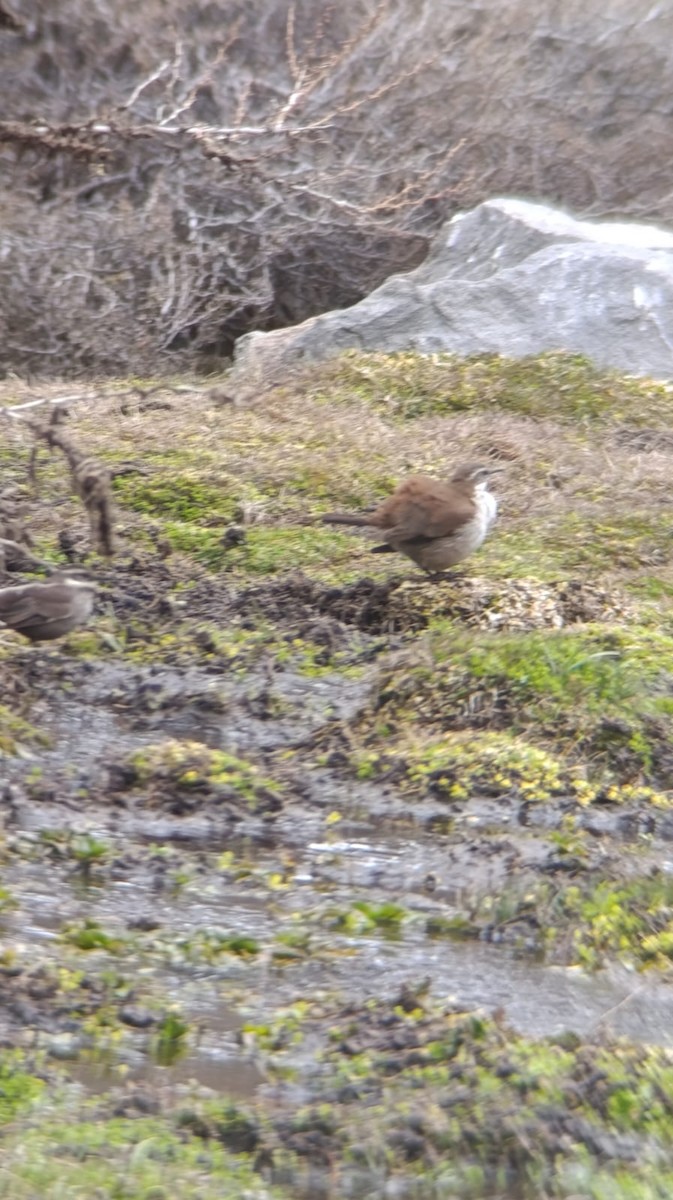White-winged Cinclodes - ML641909874