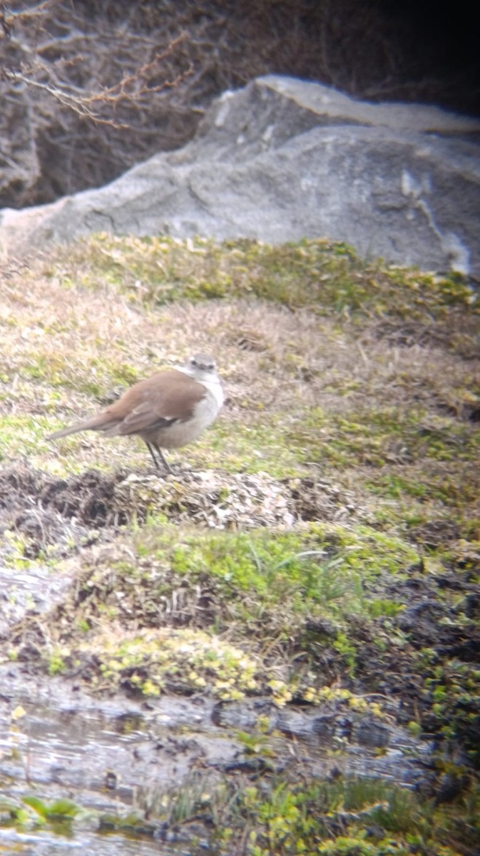 White-winged Cinclodes - ML641909875