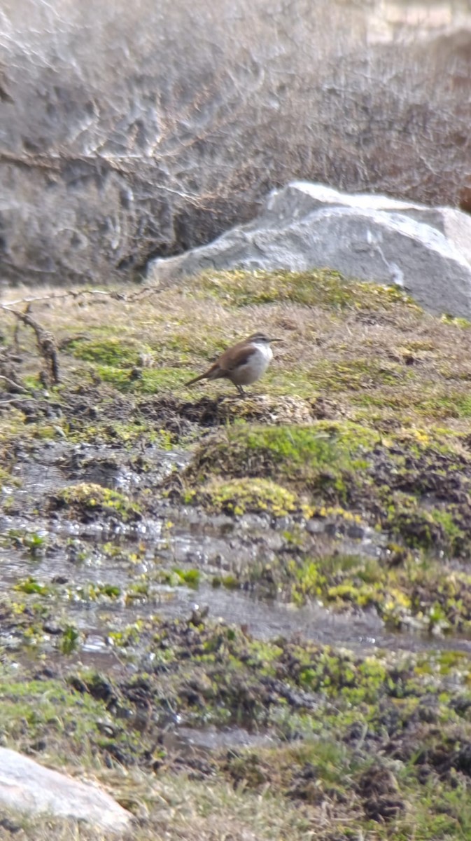 White-winged Cinclodes - ML641909876