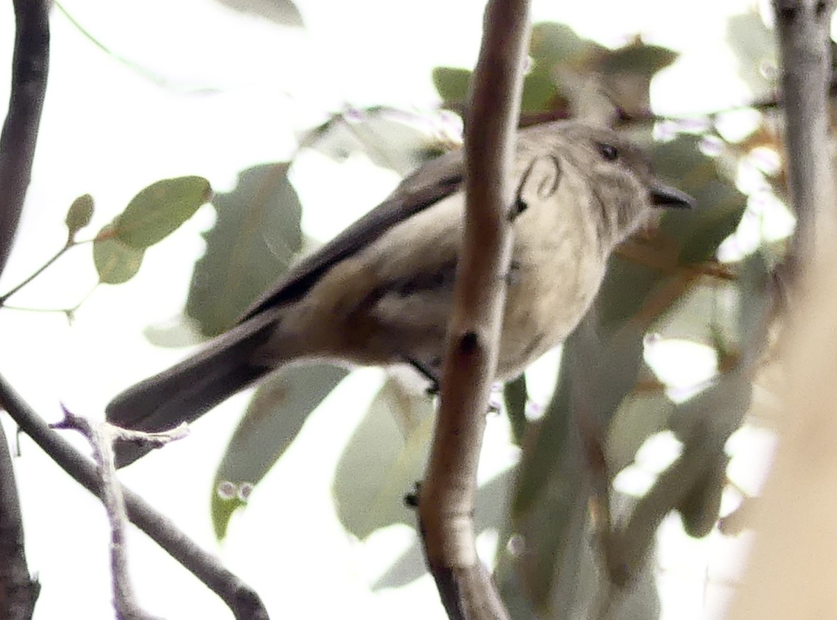 gullplystrer (fuliginosa/occidentalis) - ML641909881