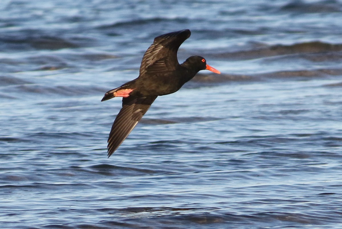 Sooty Oystercatcher - ML641909893