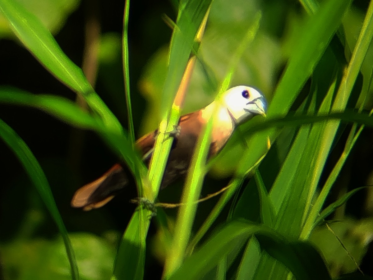 White-headed Munia - ML641909894