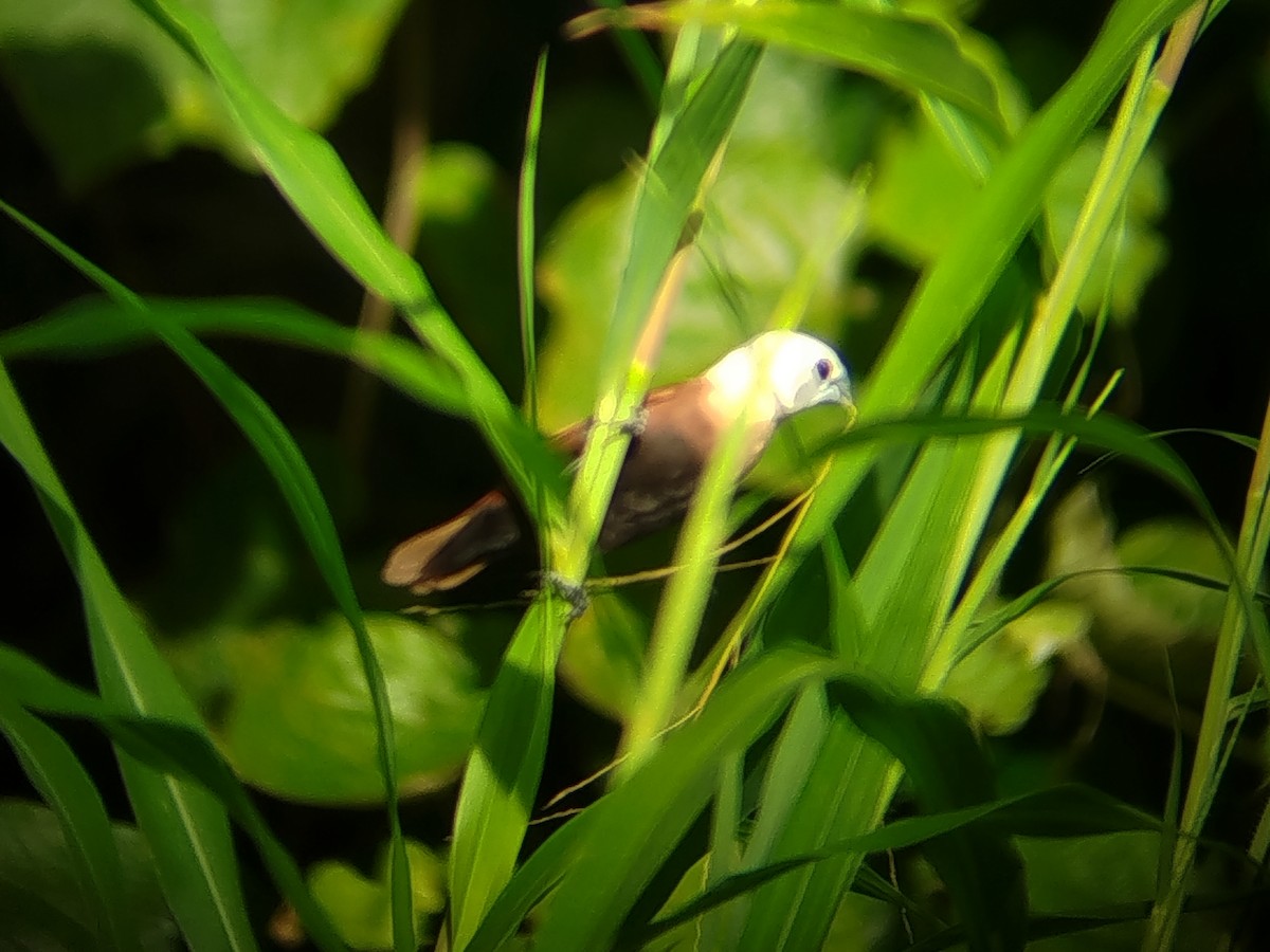 White-headed Munia - ML641909895