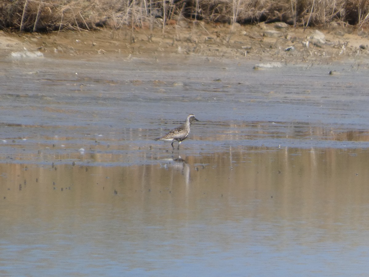 Black-bellied Plover - ML641909898