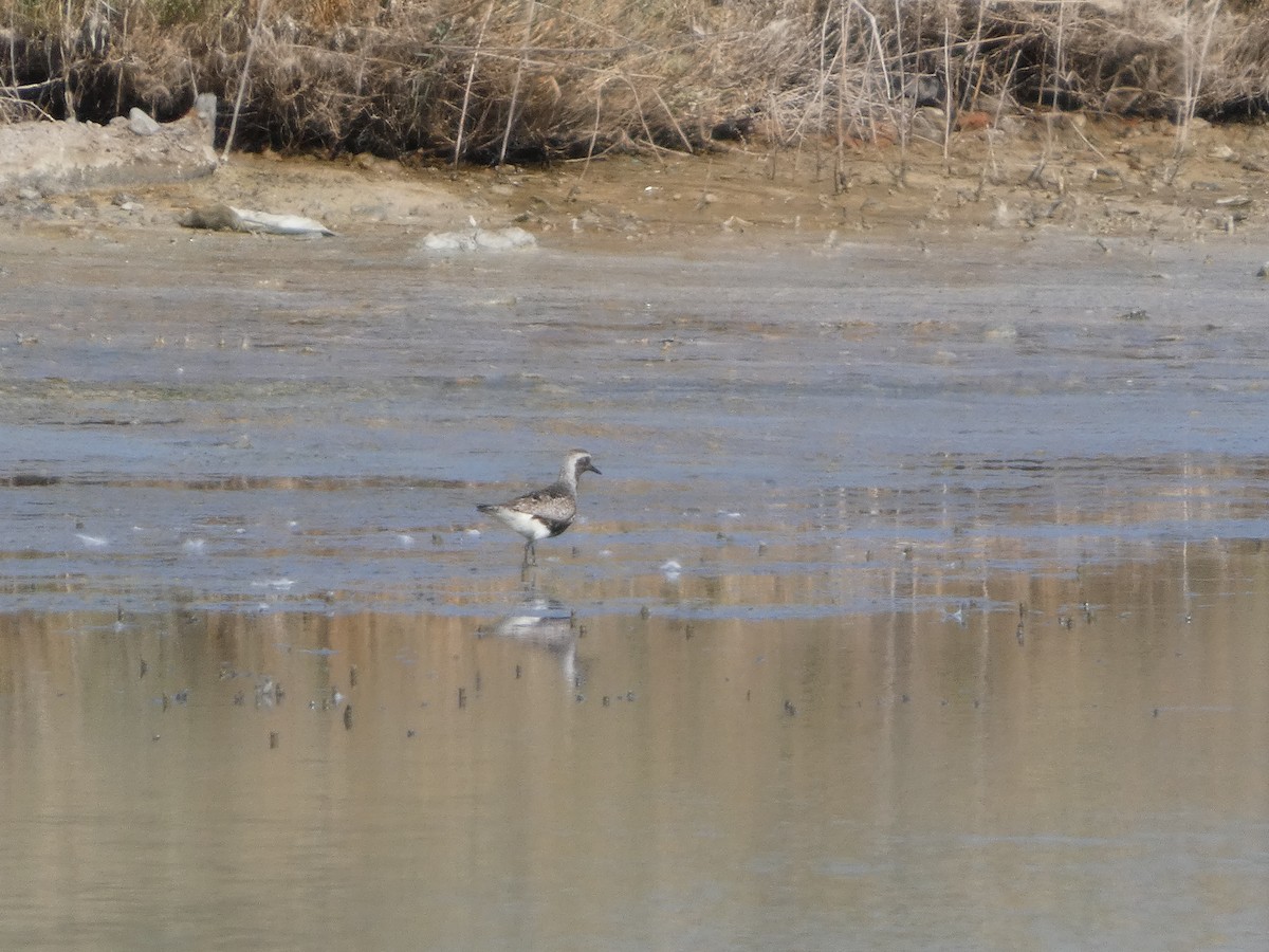 Black-bellied Plover - ML641909913