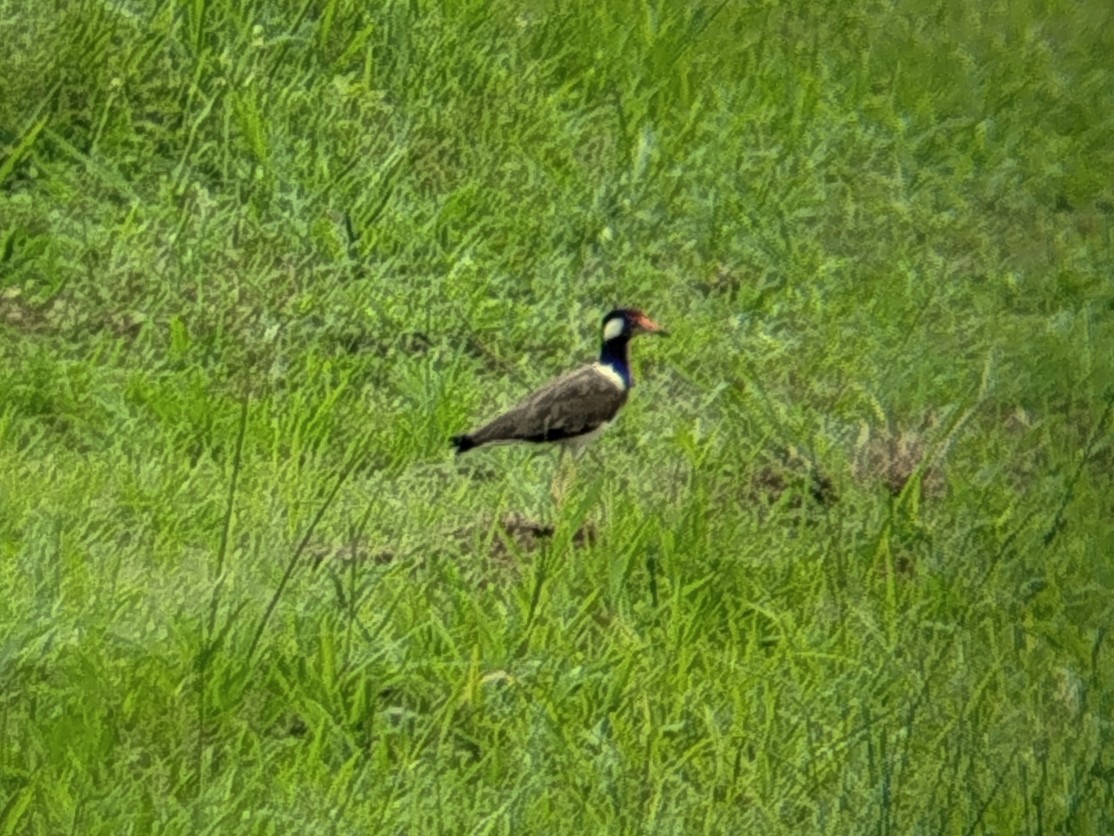 Red-wattled Lapwing - ML641909930