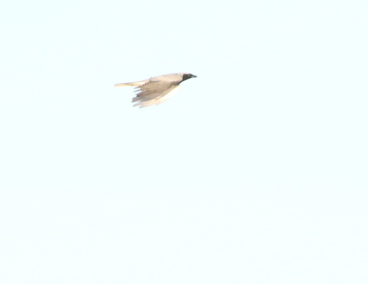 Black-faced Cuckooshrike - ML641909931