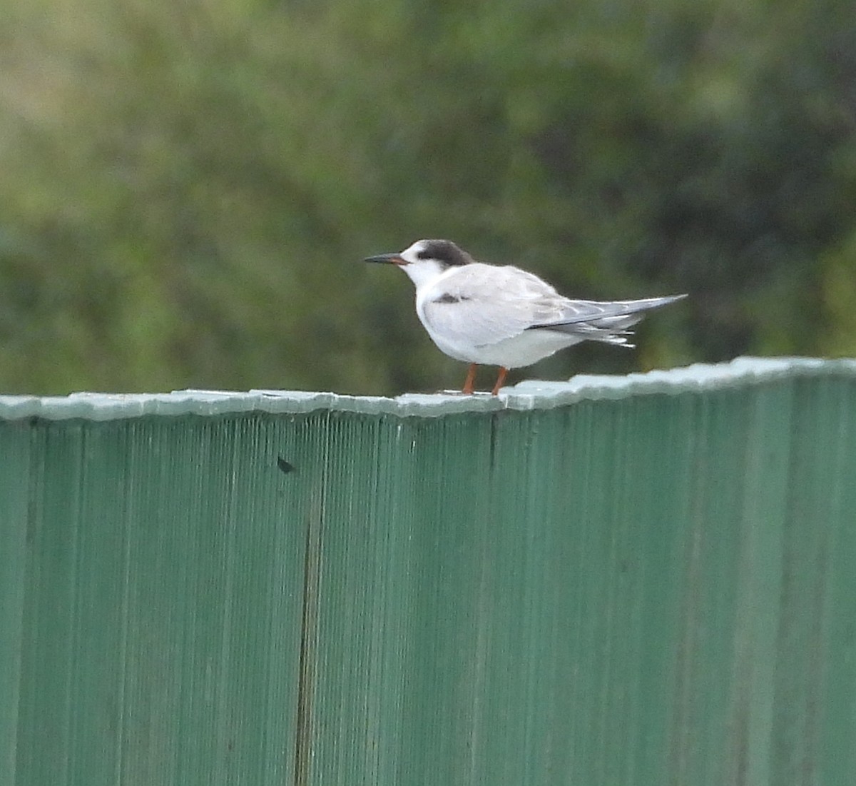Common Tern - ML641909955