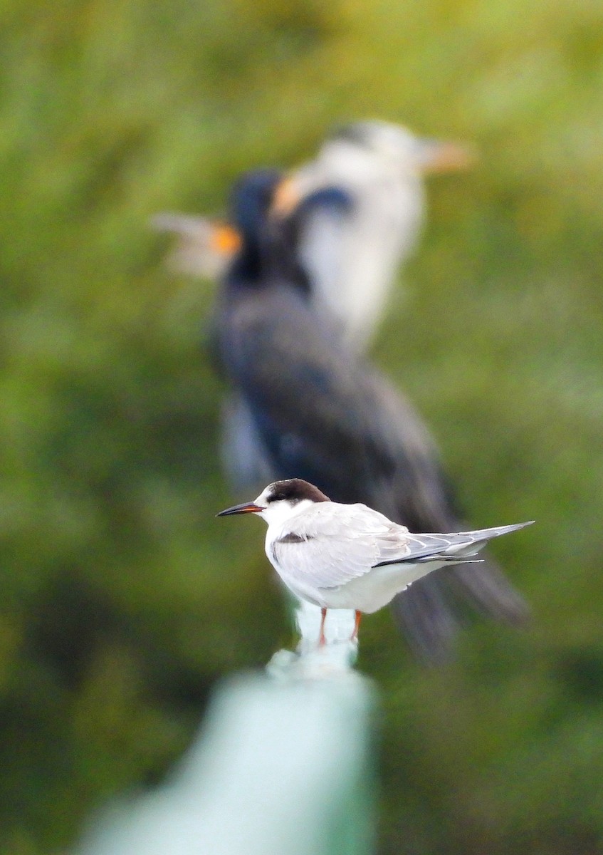 Common Tern - ML641909956