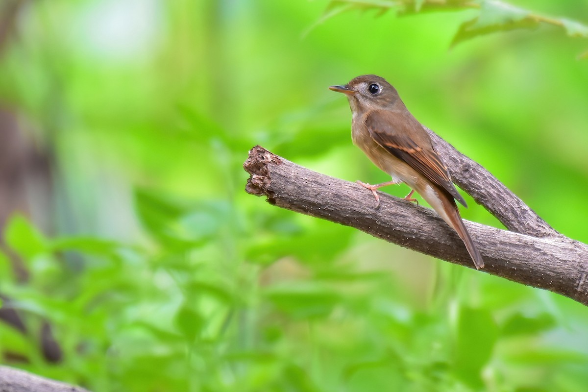Brown-breasted Flycatcher - ML641909959