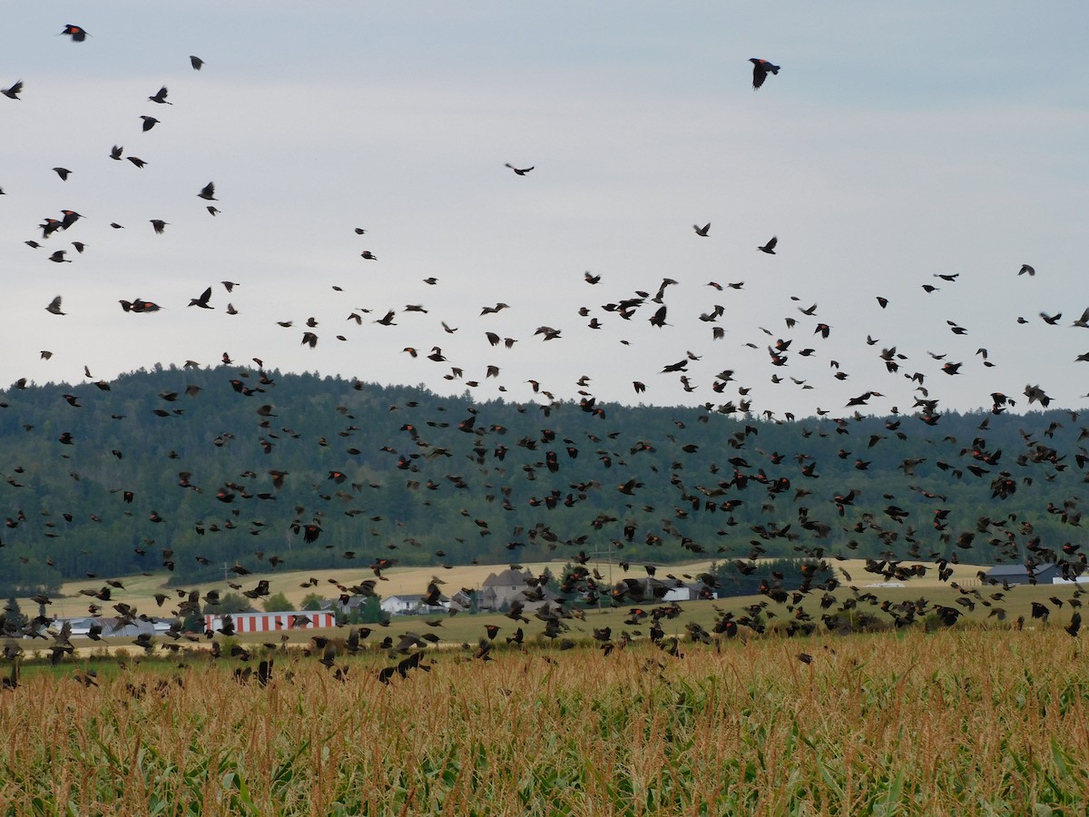 Red-winged Blackbird - ML641909964