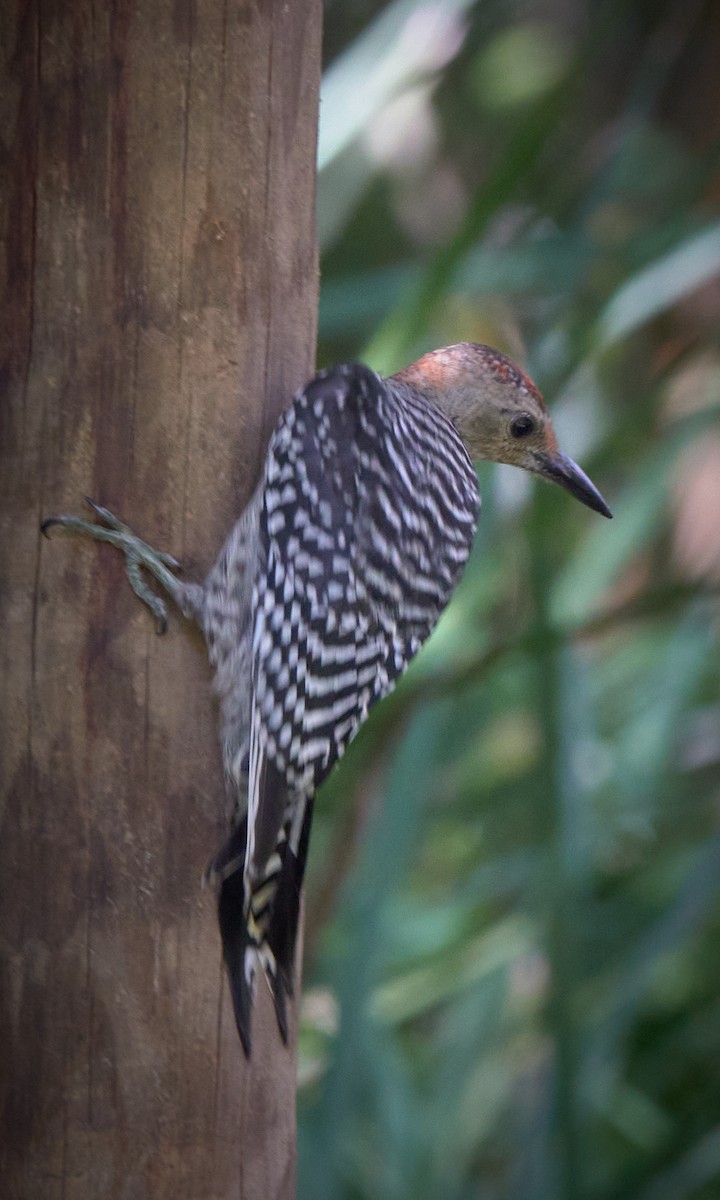 Red-bellied Woodpecker - ML641909966