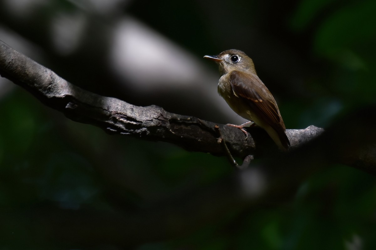 Brown-breasted Flycatcher - ML641909975