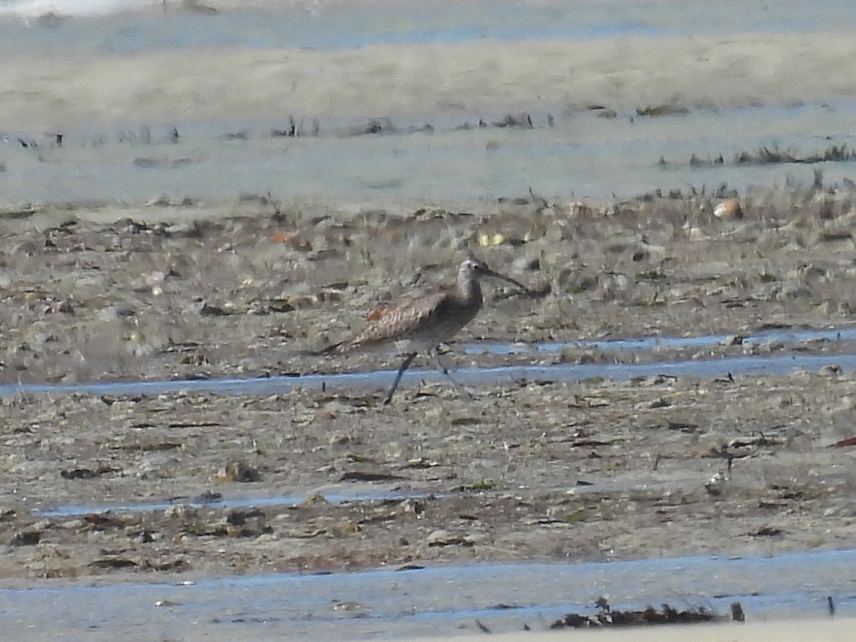 Eurasian Whimbrel - ML641909982