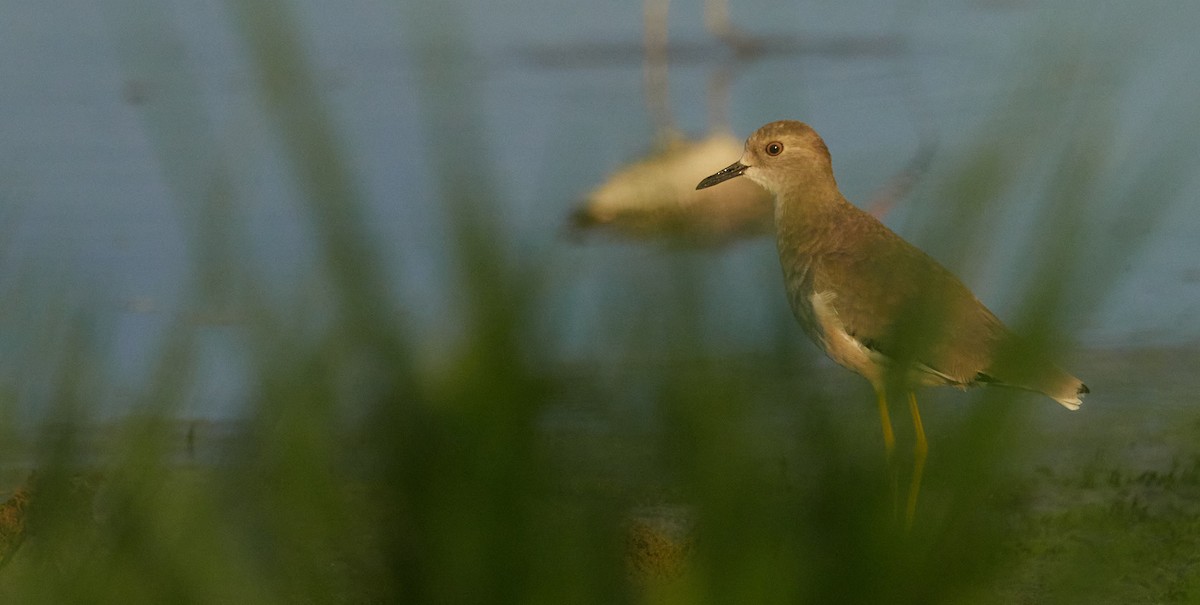 White-tailed Lapwing - ML641909991