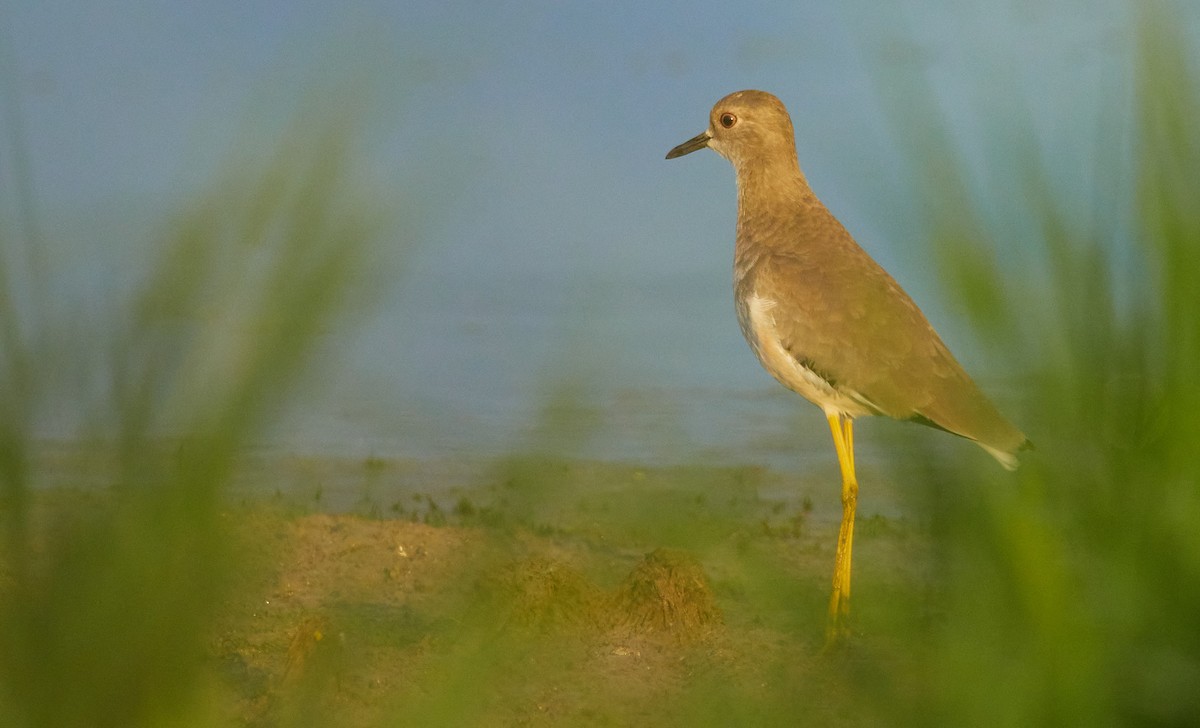 White-tailed Lapwing - ML641909992