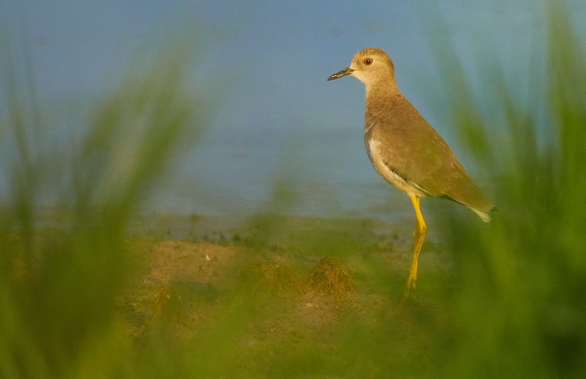White-tailed Lapwing - ML641909993