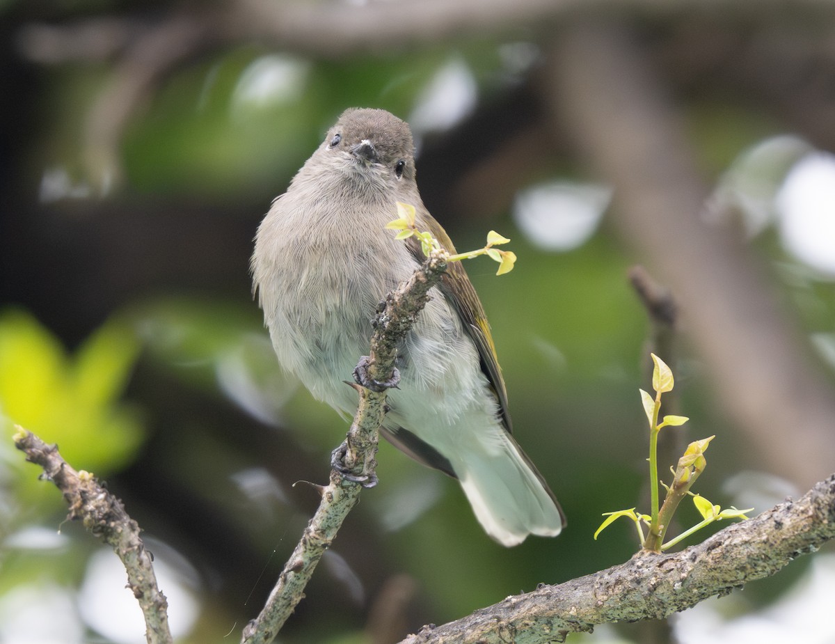 Green-backed Honeybird - ML641909998
