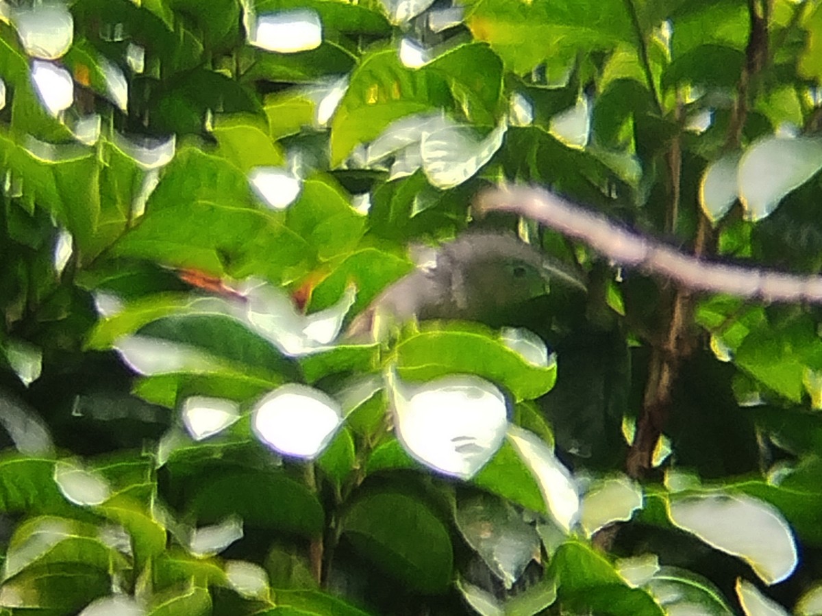 Raffles's Malkoha - ML641910001