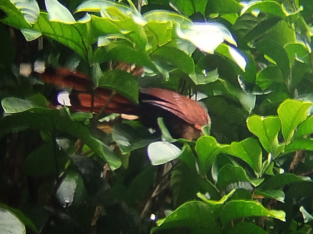 Raffles's Malkoha - ML641910002