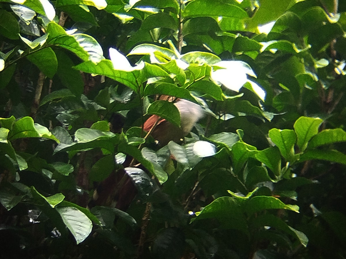 Raffles's Malkoha - ML641910003
