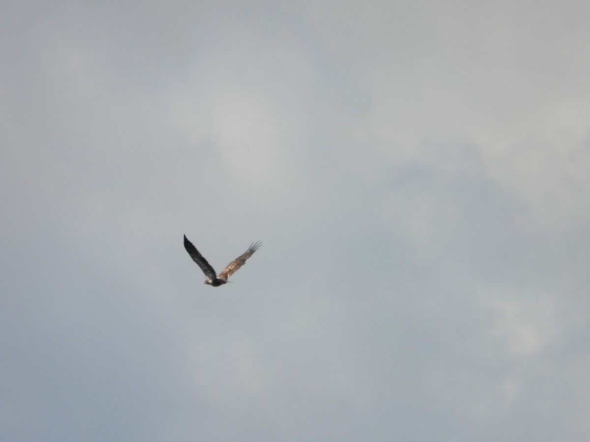 Bald Eagle - ML641910021