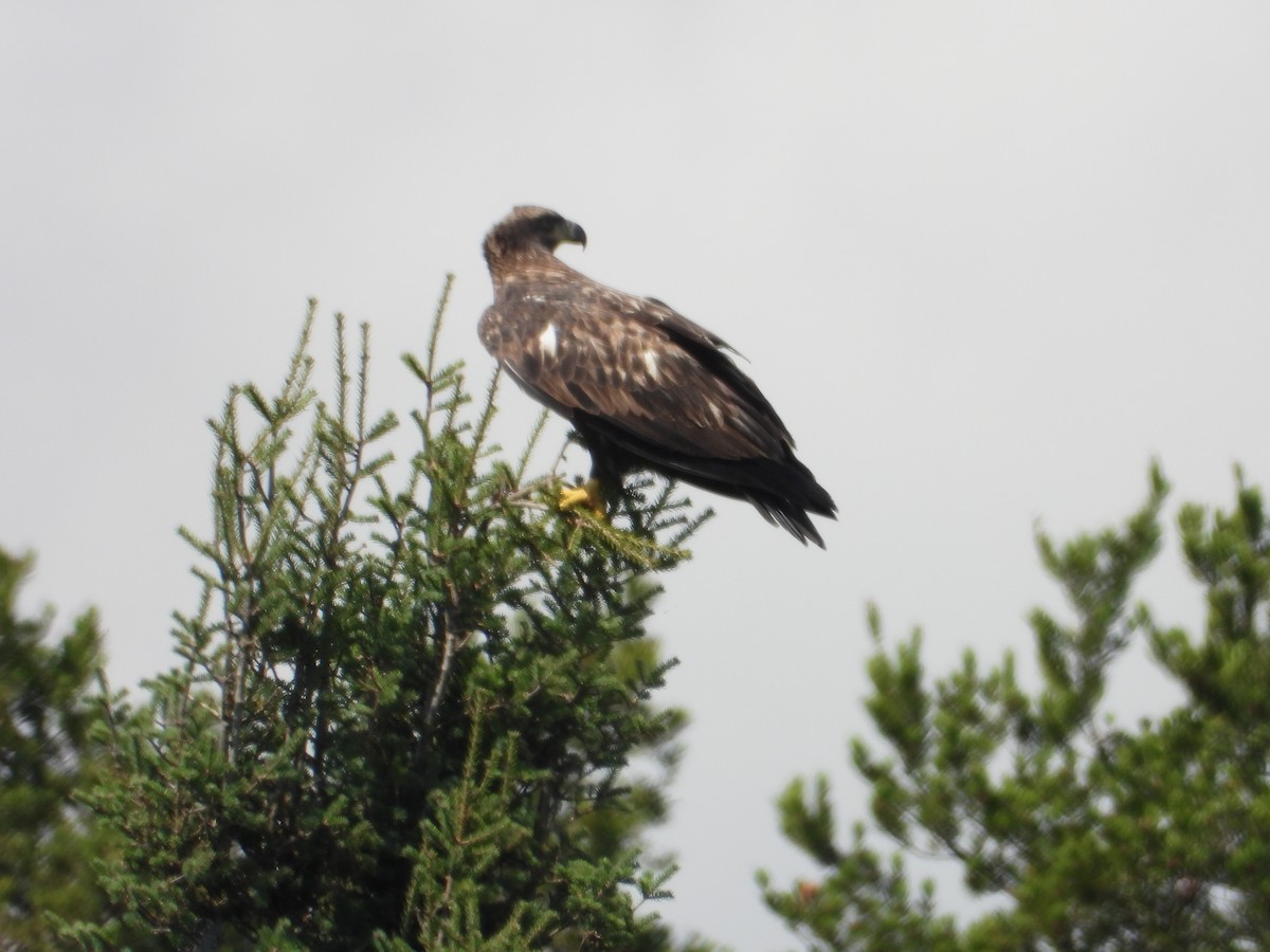 Bald Eagle - ML641910022