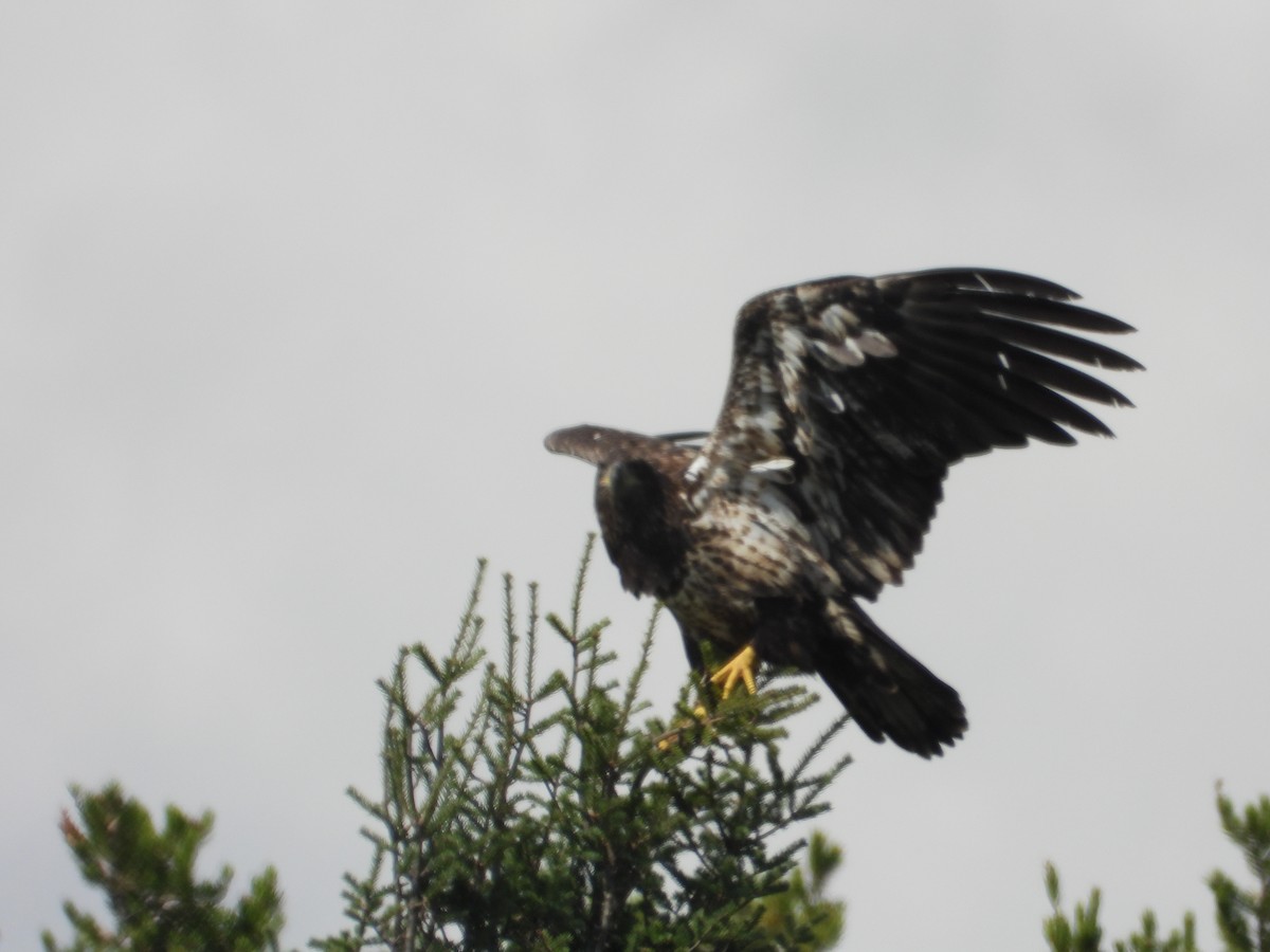 Bald Eagle - ML641910024