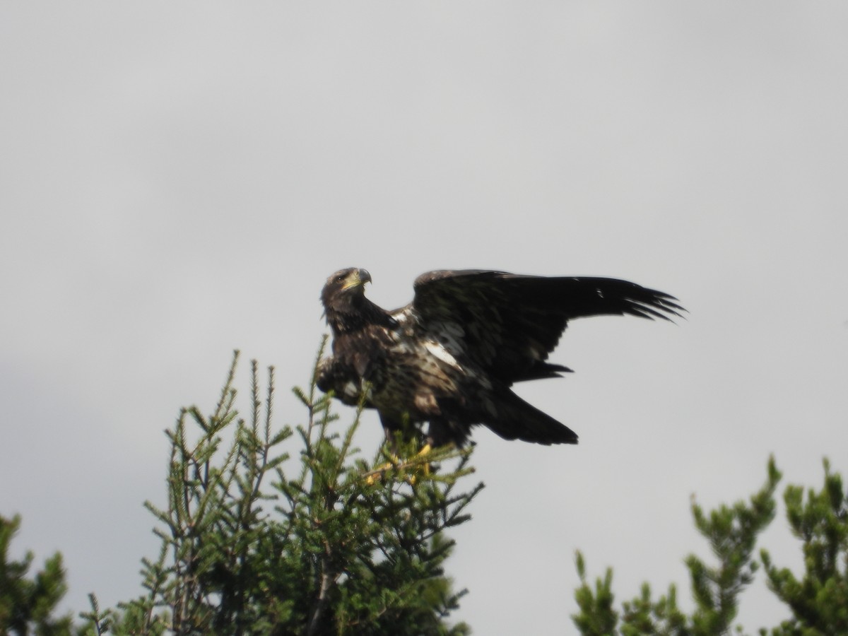 Bald Eagle - ML641910025